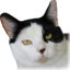 chat cruel