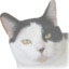 chat cruel