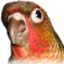 portrait d'un Conure à joues vertes
