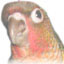 portrait d'un Conure à joues vertes