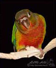 Conure à joues vertes