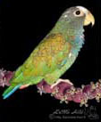 Mady-Pionus à front blanc