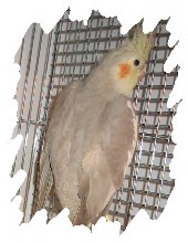 différente mutation