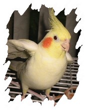 différente mutation