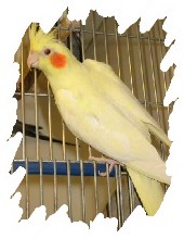 différente mutation