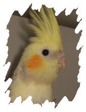 différente mutation
