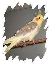 différente mutation
