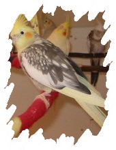 différente mutation