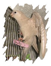 différente mutation