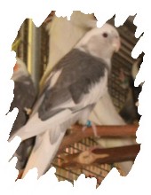 différente mutation