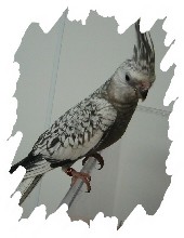 différente mutation