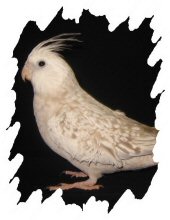 différente mutation