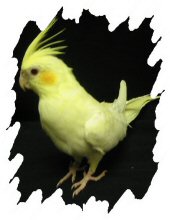 différente mutation