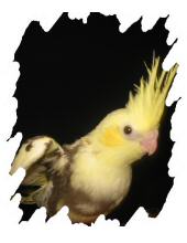 différente mutation