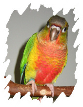 différente mutation