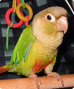 portrait d'un Conure à joues vertes