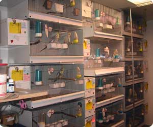Cages de reproduction