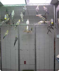 Cages de reproduction