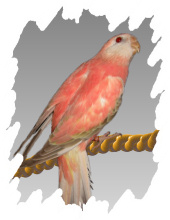 différente mutation