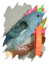 différente mutation