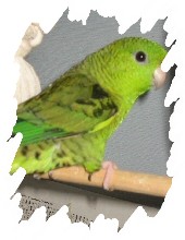 différente mutation