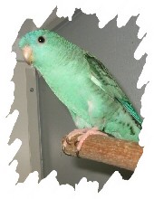 différente mutation