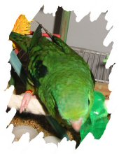 différente mutation